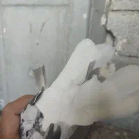 کبوترماده دم سفید|پرنده|اهواز, زیتون کارگری|دیوار
