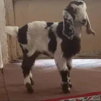 یک عدد بزغاله زرنگ سالم سالم