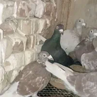 کبوتر|پرنده|گنبد کاووس, |دیوار