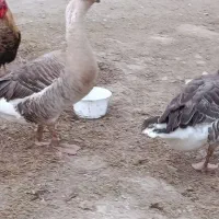 او غو قاز|پرنده|سیجوال, |دیوار