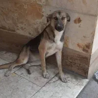 سگ بومی ماده (زیبا) واگذاری