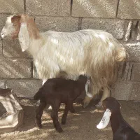 بز نجدی|حیوانات مزرعه|شادگان, |دیوار