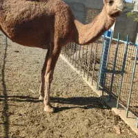 شتر ماده جوان چاق قصابی مالداری|حیوانات مزرعه|رضویه, |دیوار