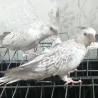 3 عدد عروس هلندی نژاد کم یاب ایزابلا|پرنده|اهواز, پردیس دو|دیوار