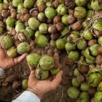 اجاره باغ گردو