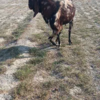 یک عدد نر بز پاکستانی سه ساله