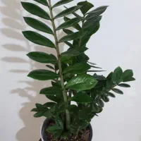 گل و گیاه طبیعی اپارتمانی|گل و گیاه طبیعی|تهران, کیانشهر|دیوار