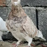 کبوتر سرور هما|پرنده|بومهن, |دیوار