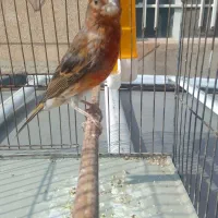موبایل پرنده قناری