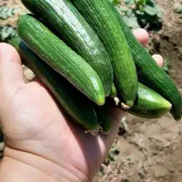 خیار محلی تازه خیار شوری کیلو ۸۰