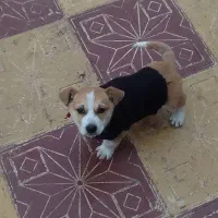 سگ پاپی اصیل