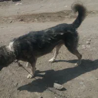 برای حیوانداری گله