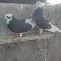 ب شرط پرش|پرنده|فولادشهر, A6|دیوار