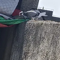 ابلق دم سفید