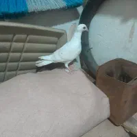 ی عددپرنده پلاکی گرفتنی باضمانت