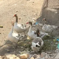 غاز رسمی