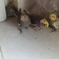 جوجه عروس هلندی