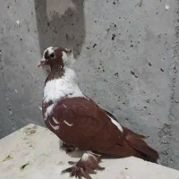 ککیلی ماده گرفتنی|پرنده|اردبیل, |دیوار