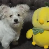 توله سگ|سگ|سیرجان, |دیوار