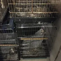 قفس ۱۰۳۳ کاسکویی شاه طوطی ملنگو