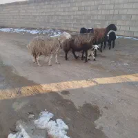 میش بره|حیوانات مزرعه|نجفآباد, حومه نجف آباد|دیوار