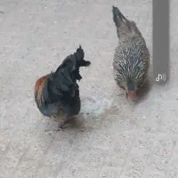 مرغ و خروس مینیاتور ی|حیوانات مزرعه|تهران, جوادیه|دیوار