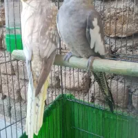 عروس هلندی|پرنده|دره شهر, |دیوار