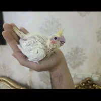 جوجه عروس سرلاکی لوتینو جم