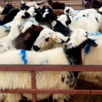 گوسفند جهت قربانی نذری با کیفیت خوب و زودپز