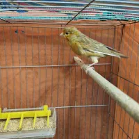 تعدادی قناری نر جوان