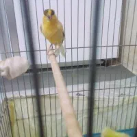 فروش قناری حراج حراج سالم سرحال|پرنده|ایلام, |دیوار