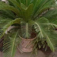 سیکاس