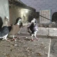 کفتر شهری و پشتی|پرنده|شیراز, کوشک میدان|دیوار