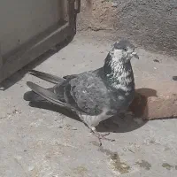 ۵تاکفتر|پرنده|ازنا, |دیوار