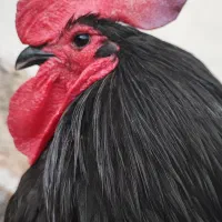 خروس استرالوپ مشکی