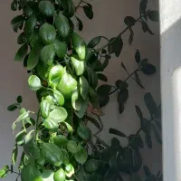 گلدان