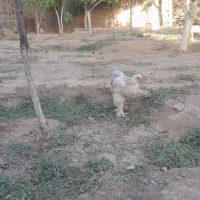 نیمچه برهما وگلین