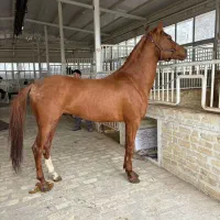 کارگر و خدمات اسطبل