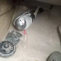 گجله|حیوانات|میاندوآب, |دیوار