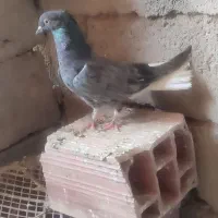 سور ماده