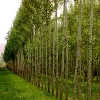 تولید صنوبر نیگرا ترکیه