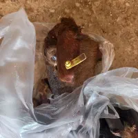 کله پاچه گوسفند دونه ۵۰۰هزار