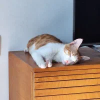 واگذاری بچه گربه بازی گوش