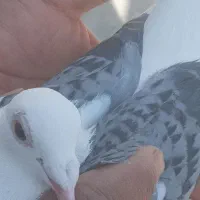 کفتر پلاکی نروماده مسافتی