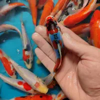 پک ماهی کوی صد در صد نژاد|ماهی|خمینی‌شهر, |دیوار