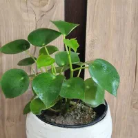 گل و گیاه حلما(قطره باران)