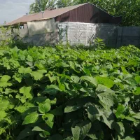 کلنگی سندتک برگ زمین۵۰۱مترامتیاز کامل چمثقال کلسر|فروش زمین و ملک کلنگی|صومعهسرا, |دیوار