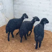 ماده بره قره قزل موفر