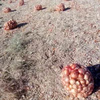 پیاز فلات فقط برا امروز کیلو 12تومن