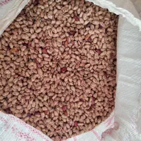 لوبیا چیتی بذری ارژانتینی درجه یک